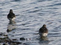 Fjæreplytt (Calidris maritima)