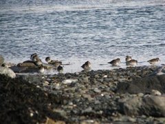 Fjæreplytt (Calidris maritima)