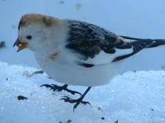 Snøspurv (Plectrophenax nivalis)