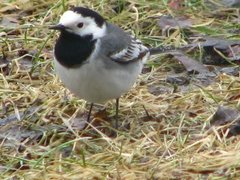 Linerle (Motacilla alba)