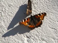 Neslesommerfugl (Aglais urticae)