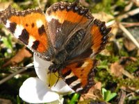 Neslesommerfugl (Aglais urticae)