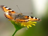 Neslesommerfugl (Aglais urticae)