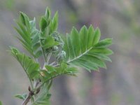 Rogn (Sorbus aucuparia)