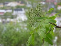 Rogn (Sorbus aucuparia)