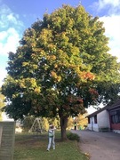 Spisslønn (Acer platanoides)