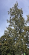 Bjørk (Betula pubescens)