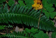 Bjørnekam (Blechnum spicant)