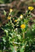 Flekkgrisøyre (Hypochaeris maculata)