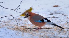 Nøtteskrike (Garrulus glandarius)