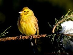 Gulspurv (Emberiza citrinella)