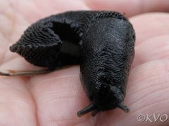 Svartkjølsnegl (Limax cinereoniger)