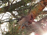 Sidensvans (Bombycilla garrulus)