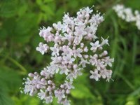 Vendelrot (Valeriana sambucifolia)