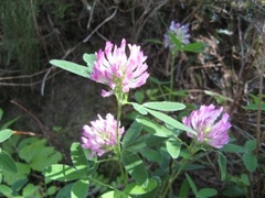 Skogkløver (Trifolium medium)