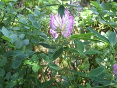 Skogkløver (Trifolium medium)