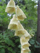 Revebjelleslekta (Digitalis)