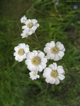 Nyseryllik (Achillea ptarmica)