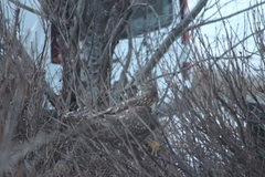 Hønsehauk (Accipiter gentilis)