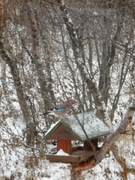 Nøtteskrike (Garrulus glandarius)