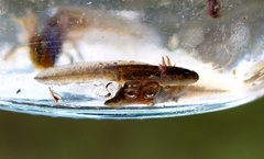 Småsalamander (Triturus vulgaris)