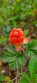 Molte (Rubus chamaemorus)