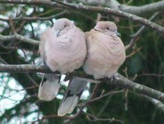 Tyrkerdue (Streptopelia decaocto)