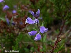 Heiblåfjær (Polygala serpyllifolia)