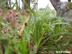Storfrytle (Luzula sylvatica)