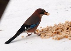 Nøtteskrike (Garrulus glandarius)