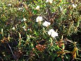Finnmarkspors (Rhododendron tomentosum)