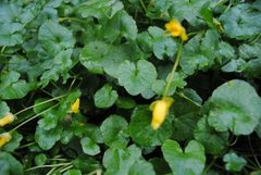 Vårkål (Ranunculus ficaria)