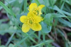 Bekkeblom (Caltha palustris)