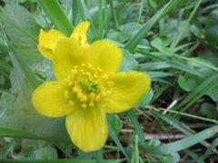 Bekkeblom (Caltha palustris)