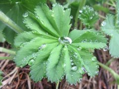 Marikåpe (Alchemilla sp.)