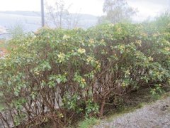 Rhododendronslekta (Rhododendron)