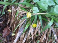 Vårkål (Ranunculus ficaria)