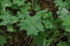 Marikåpe (Alchemilla sp.)