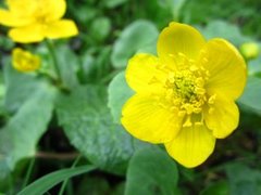 Bekkeblom (Caltha palustris)