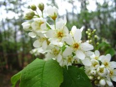 Hegg (Prunus padus)