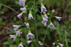 Engkarse (Cardamine pratensis)