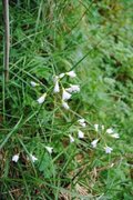 Engkarse (Cardamine pratensis)