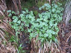 Vårkål (Ranunculus ficaria)