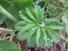 Marikåpe (Alchemilla sp.)