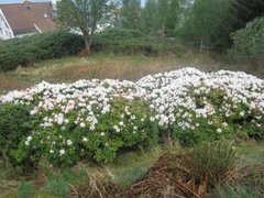 Rhododendronslekta (Rhododendron)