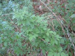 Bringebær (Rubus idaeus)