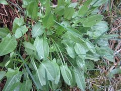 Engsyre (Rumex acetosa)