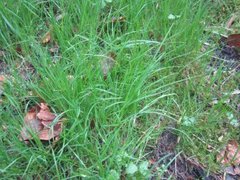 Grasfamilien (Poaceae)