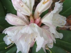 Rhododendronslekta (Rhododendron)