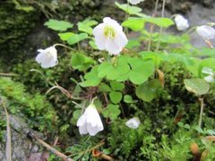 Gjøkesyre (Oxalis acetosella)